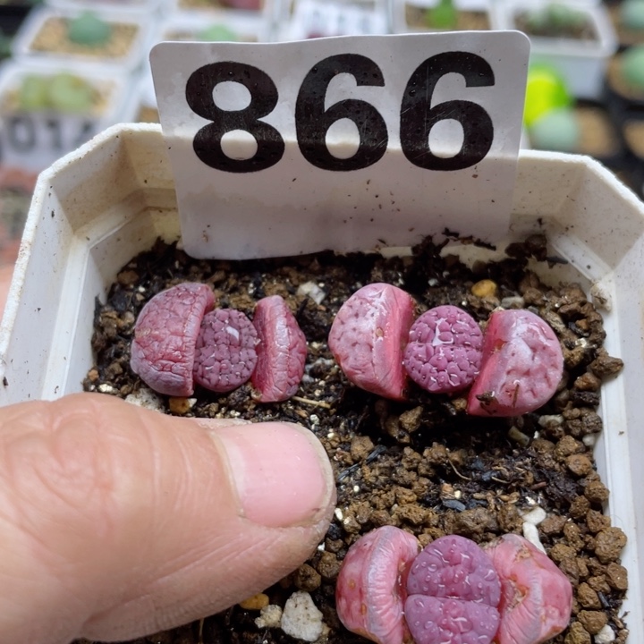 866阿克塞尔玫瑰一颗