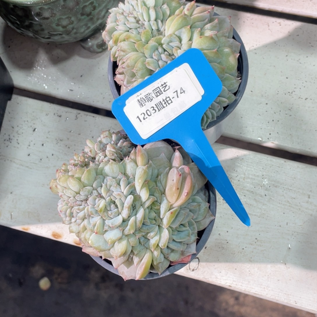 1203-74-冰魄缀化一颗