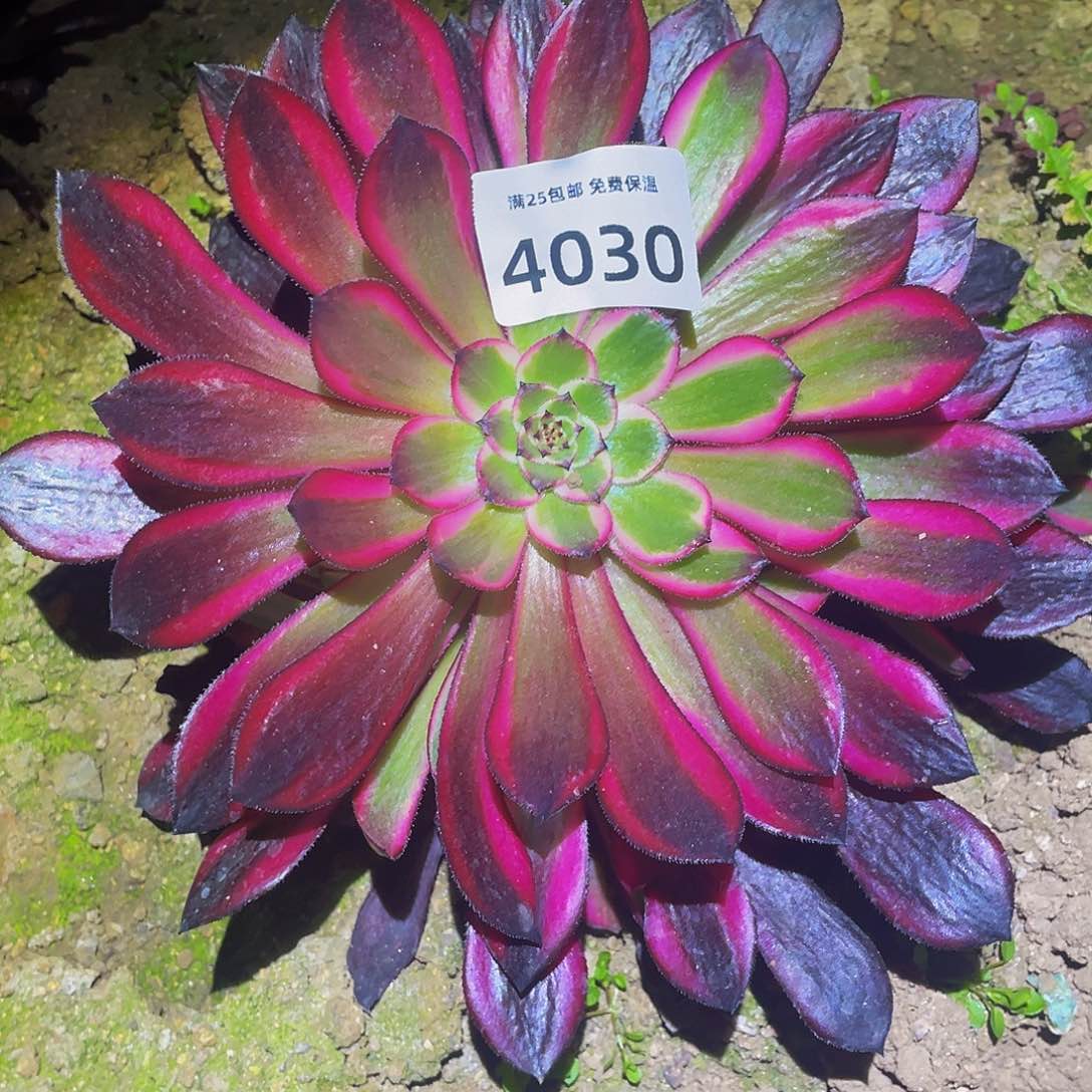 4030粉铜多肉植物