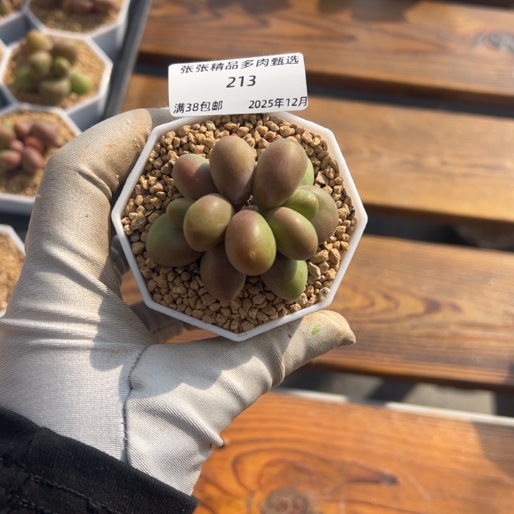 张张精品多肉甄选213