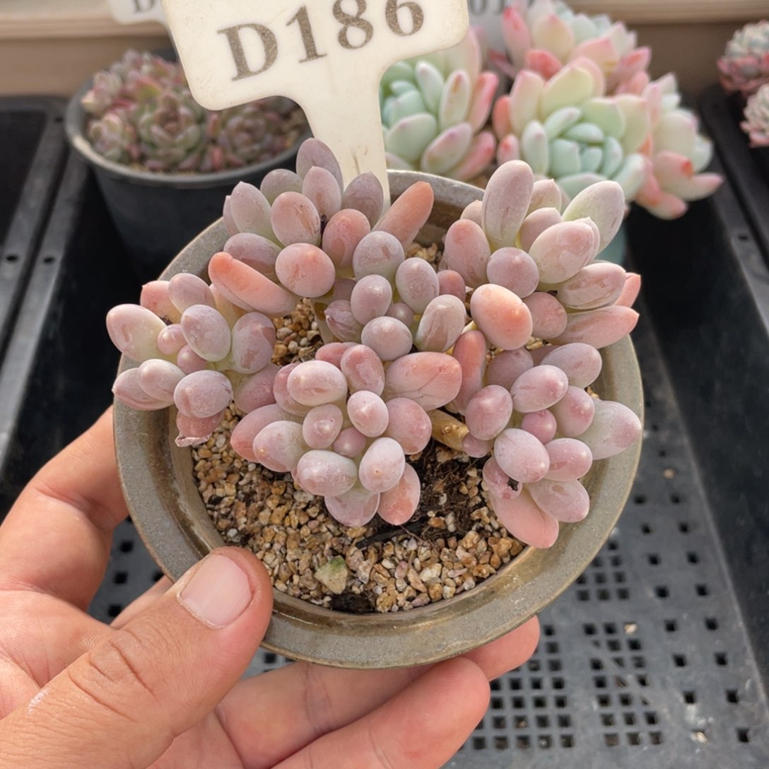 186不认识不带盆10厘米