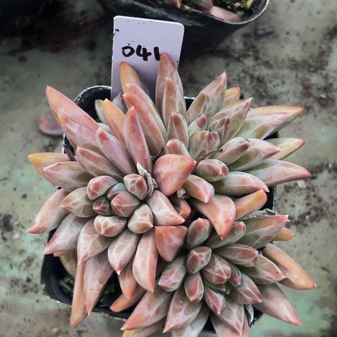 桔云多肉美人精品系列