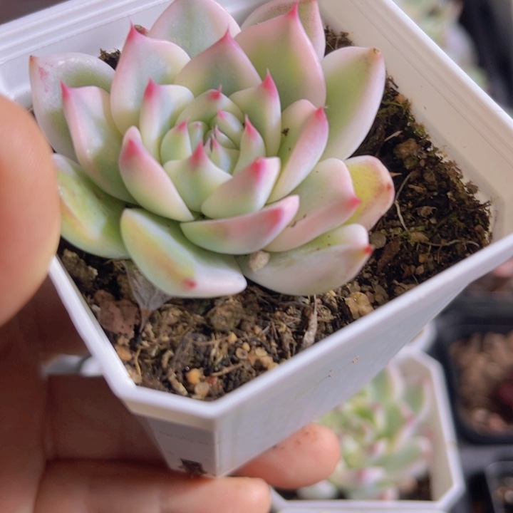 吉娃娃锦多肉植物492