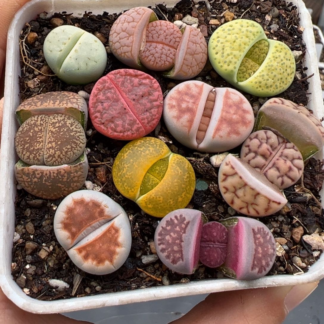 1.14好看的多肉857