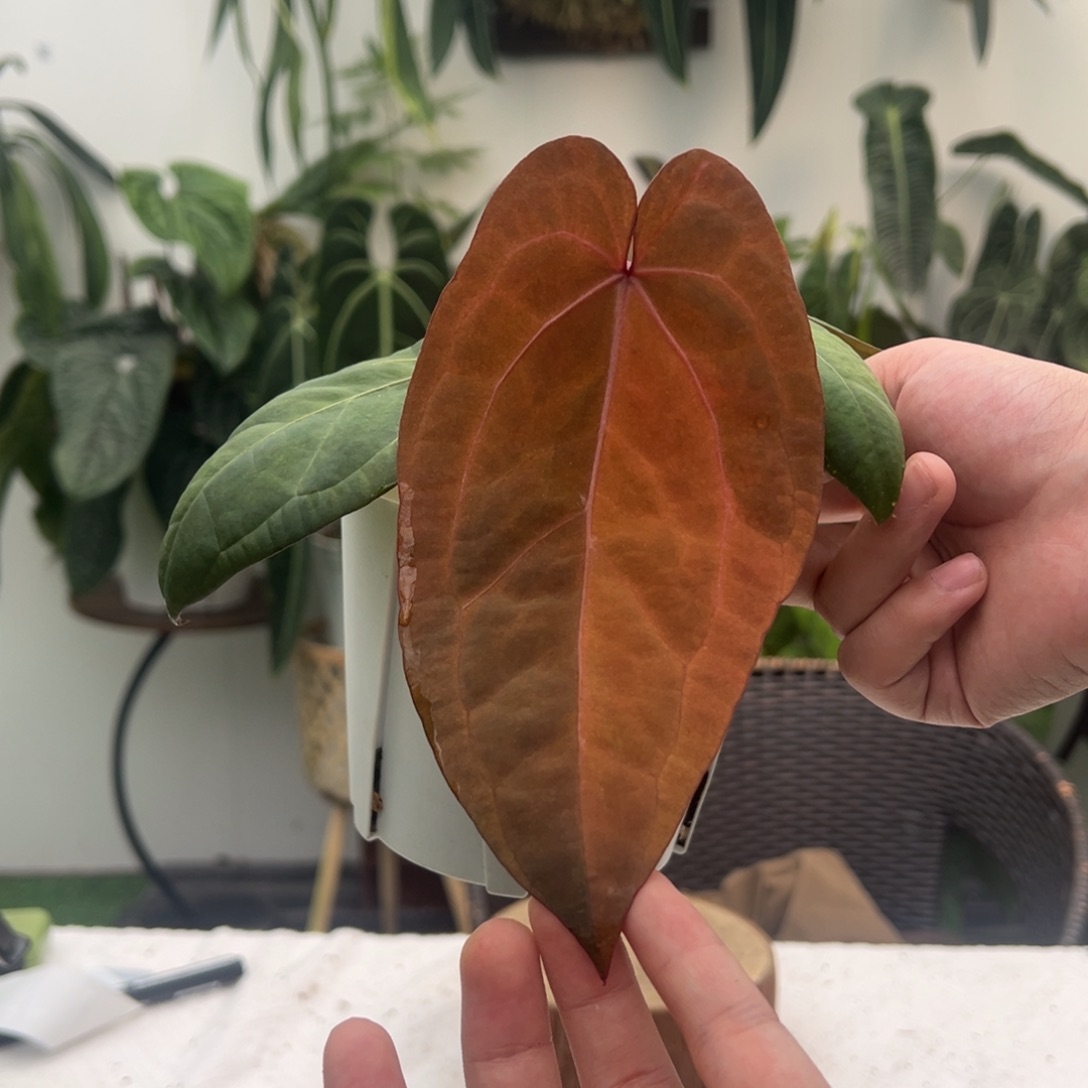 完全开放黑凤凰锦