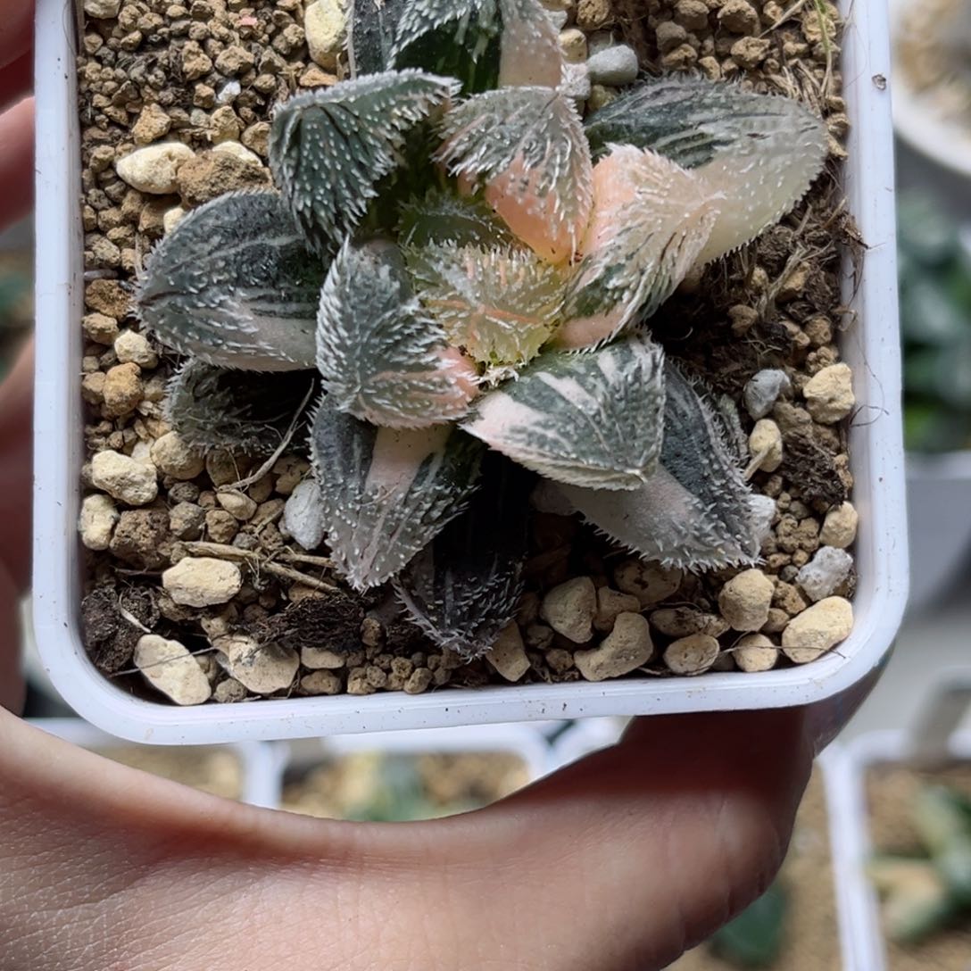 629狼蛛锦哈哈哈哈哈