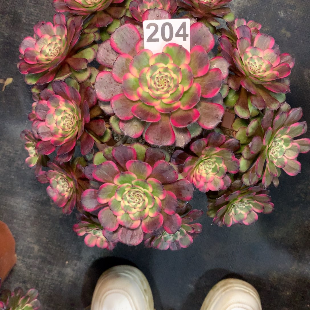 ╭***╮黑金刚204法师多肉植物40000