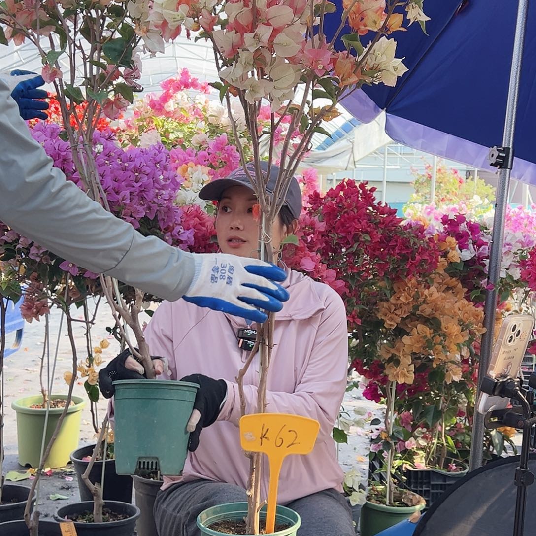 x***6大部分花苞少量开放K62浅彩虹