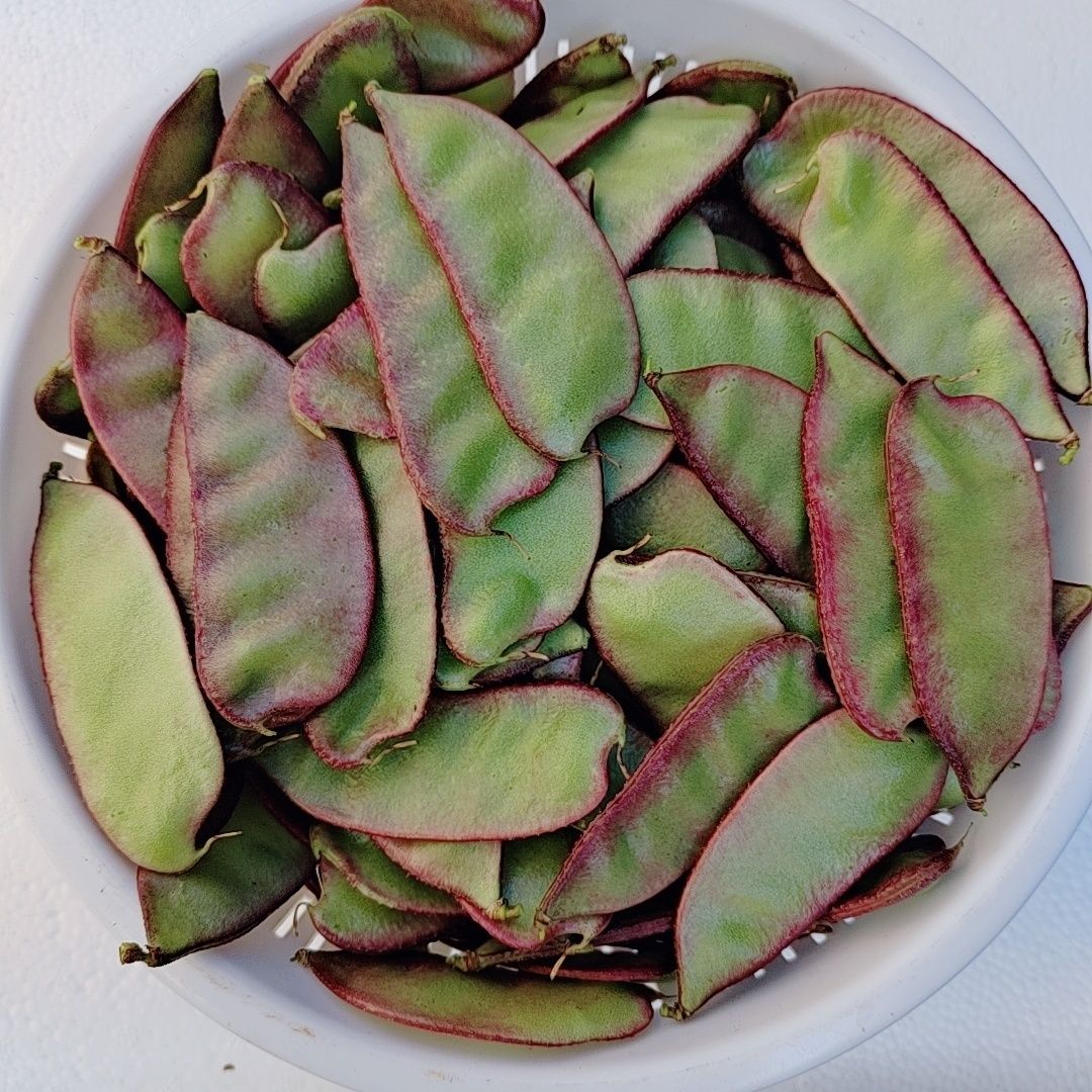 云南高山 新鲜紫扁豆架豆红刀豆露天种植时令蔬菜