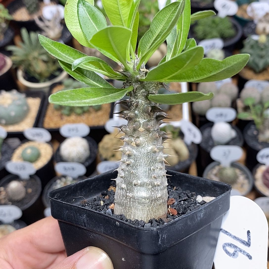 实生魔界玉76号高度7cm