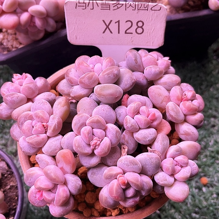 我是第一百个申请创建我的小可爱们