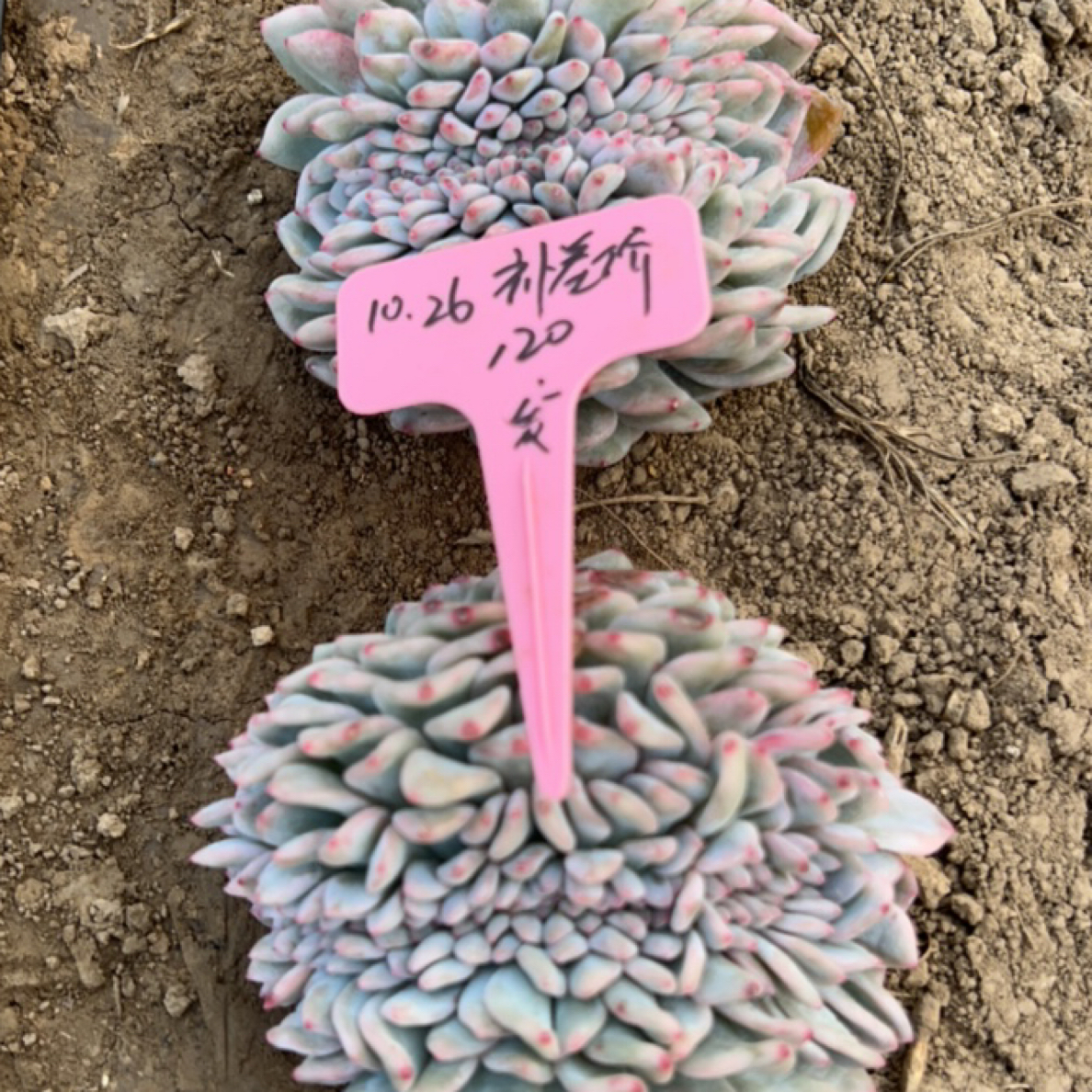 福多多花卉园艺星影