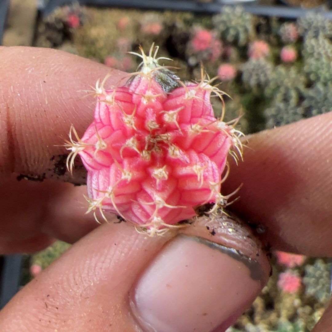 当前无花栽培后可以开花942