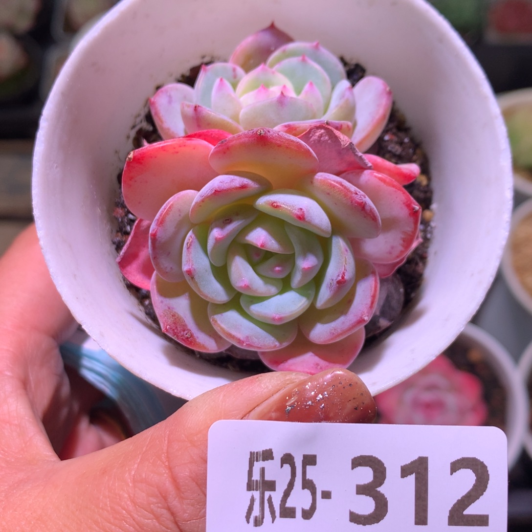 乐然25-312 勃朗峰 