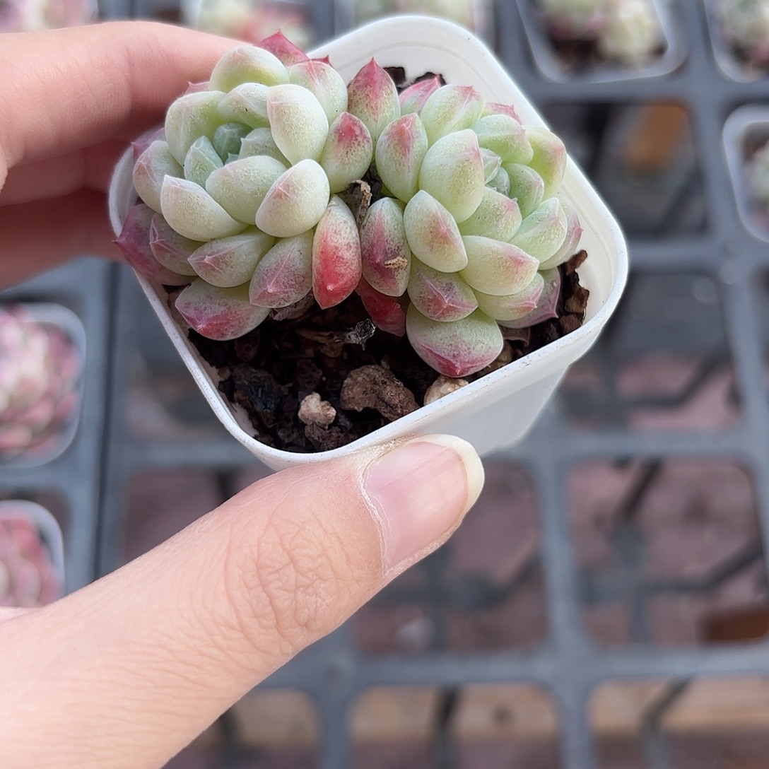 精品蜡像多肉植物