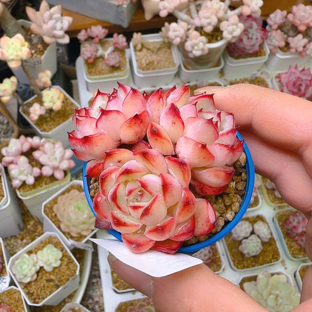 仙农荷花，330、仙农出品