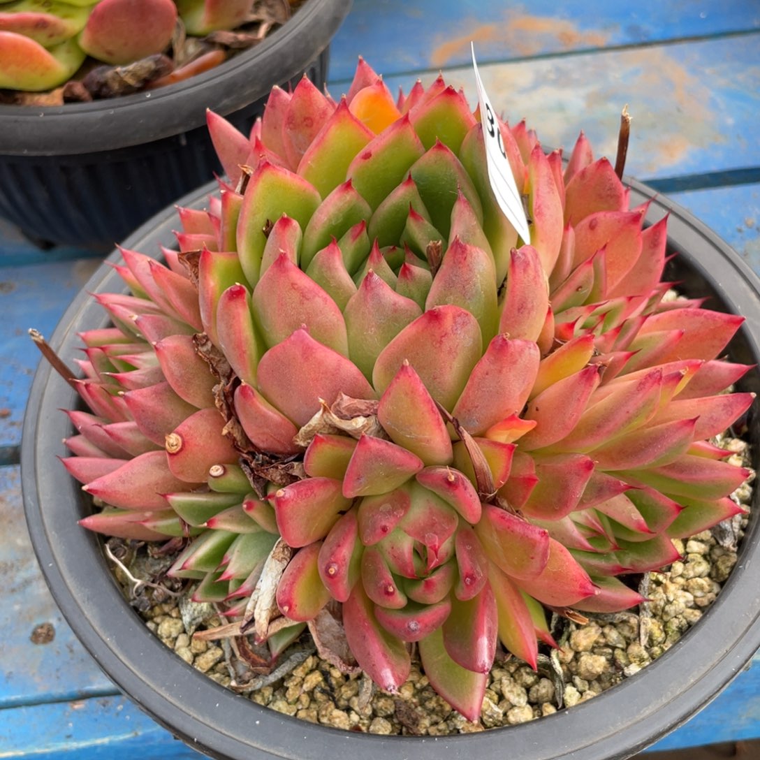 无花朵若如东云组拍B804