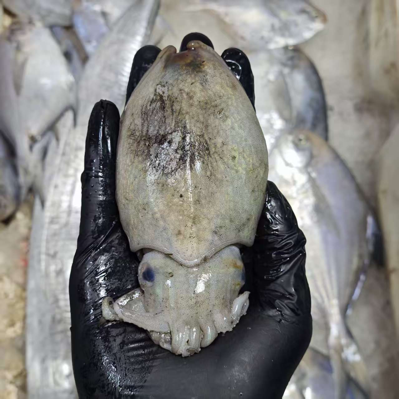 【本地小墨鱼】东海海捕新鲜野生墨鱼 