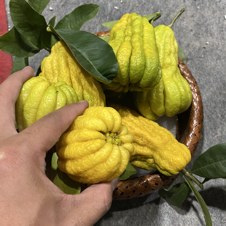 川佛手 6+2 水培花芬 闻香观果 水培 植物摆件