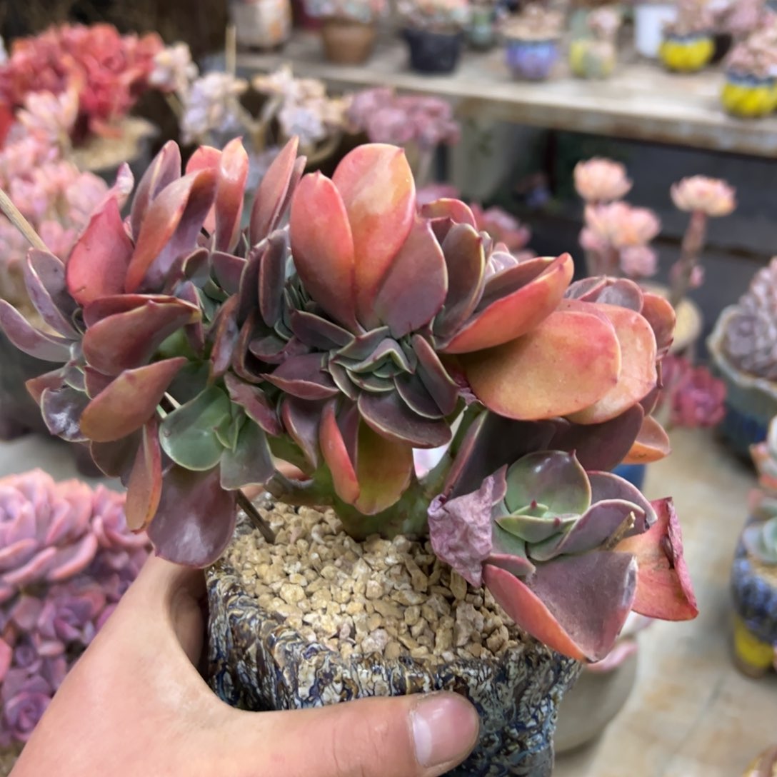 若涛48 零零多肉植物