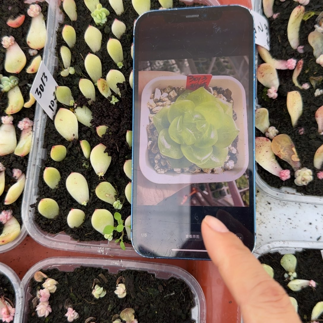 3013 芝麻穴一个满25包邮