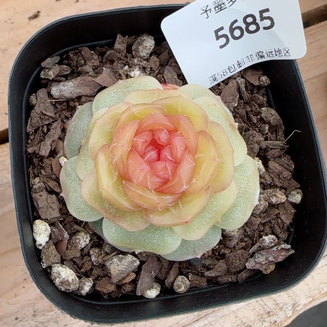 彩恋，5685多肉植物