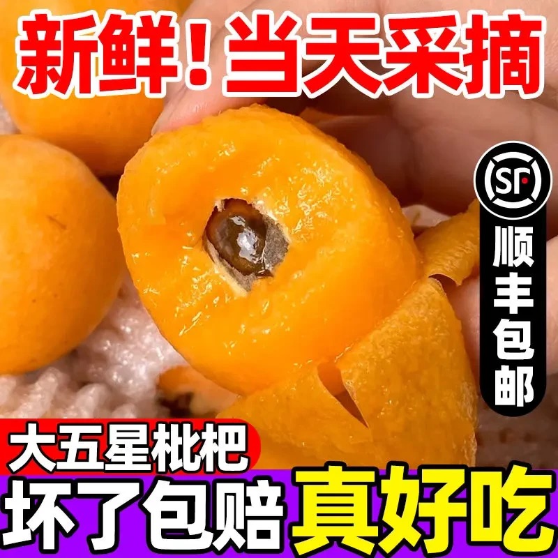 【顺丰直发】四川大五星鲜果新鲜孕妇水果应季正宗高山枇杷
