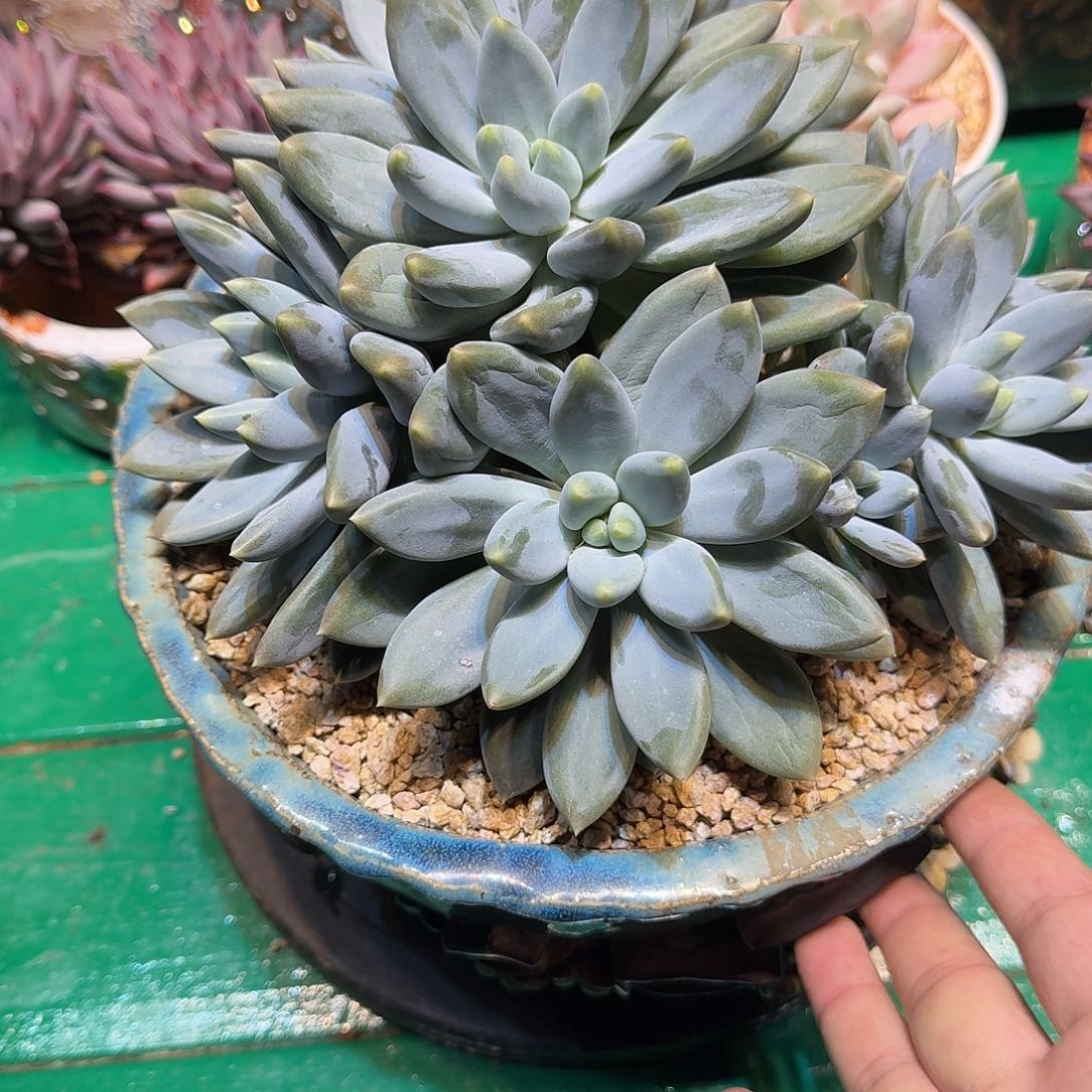 多肉植物多肉植物