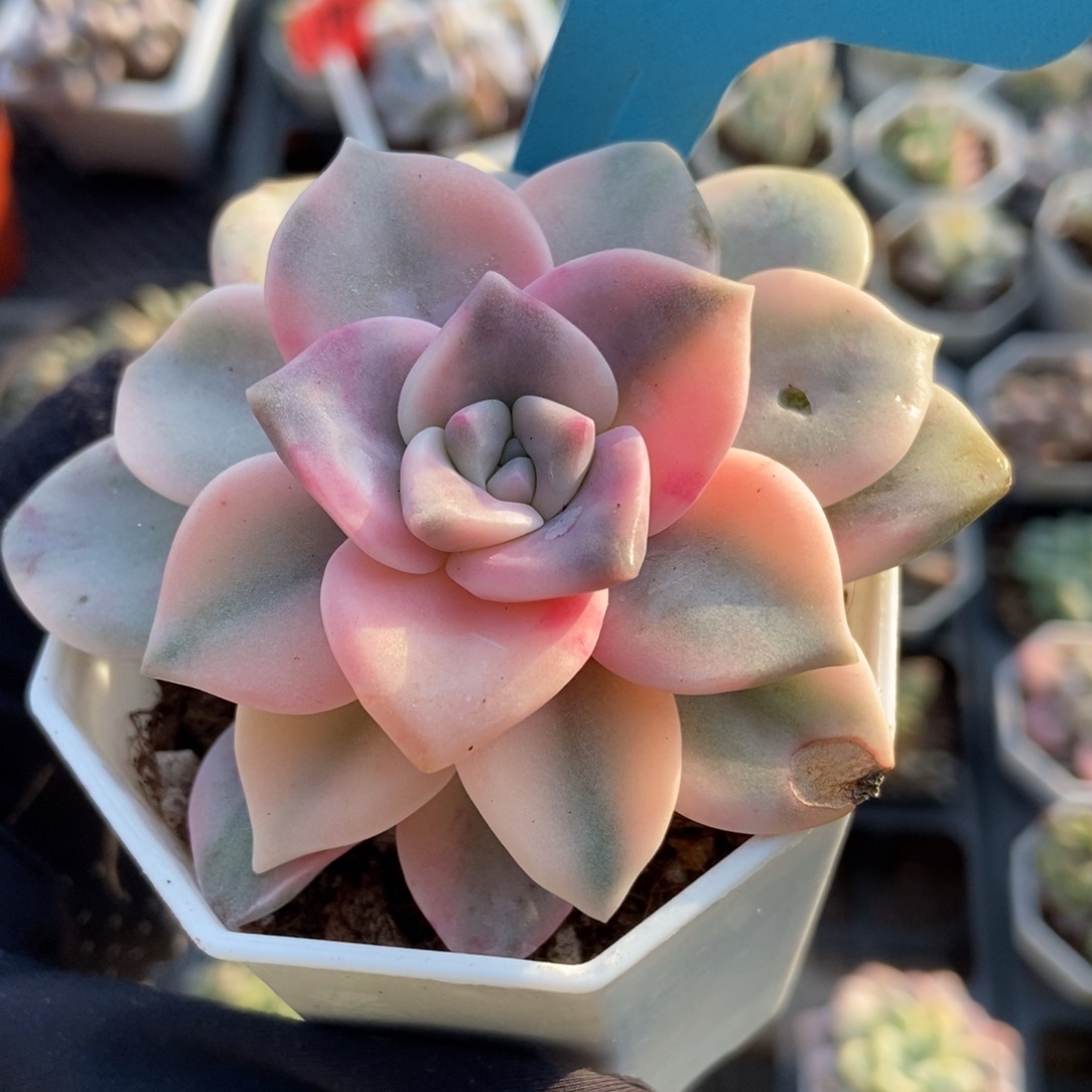 1003紫乐锦多肉植物