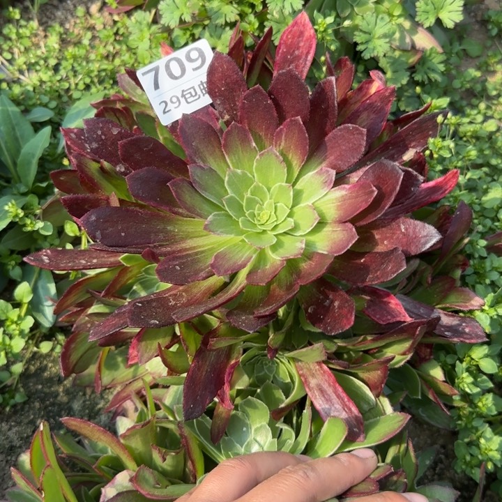 水蜜桃……多肉植物……