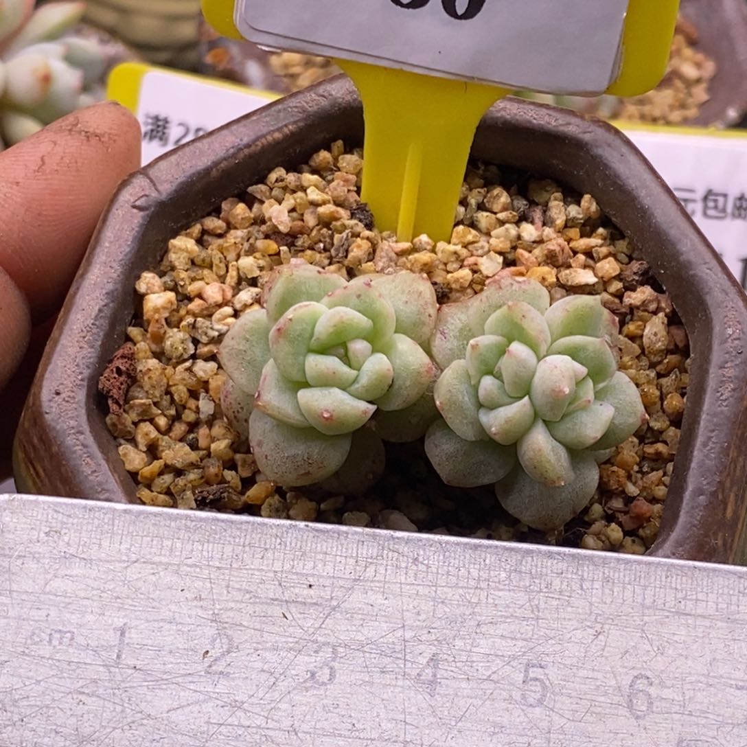 850阿尔巴佳人石化三头福利