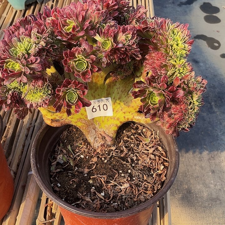 610号朝霞法师缀花