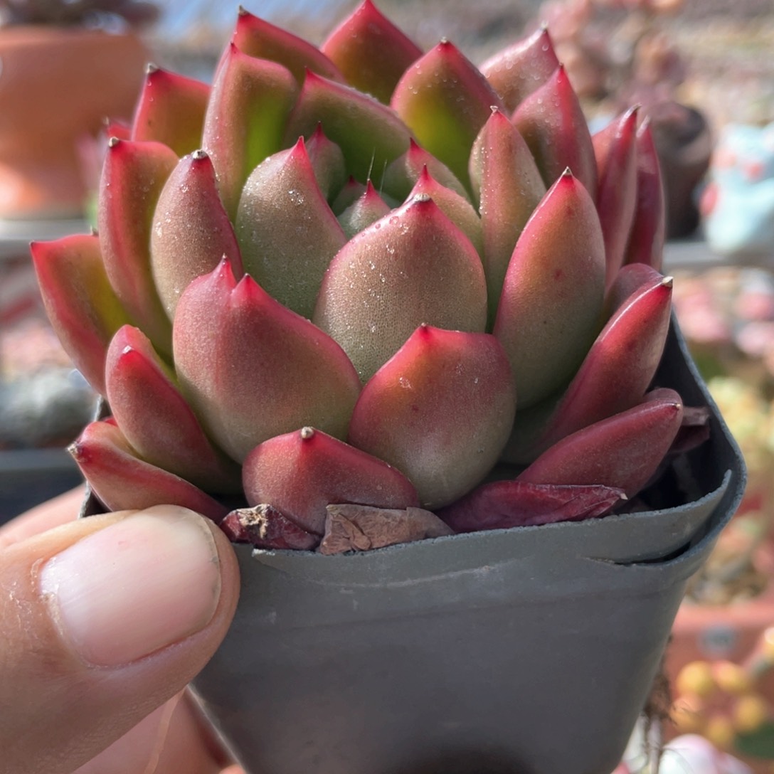 红鸾杂多肉植物19.8