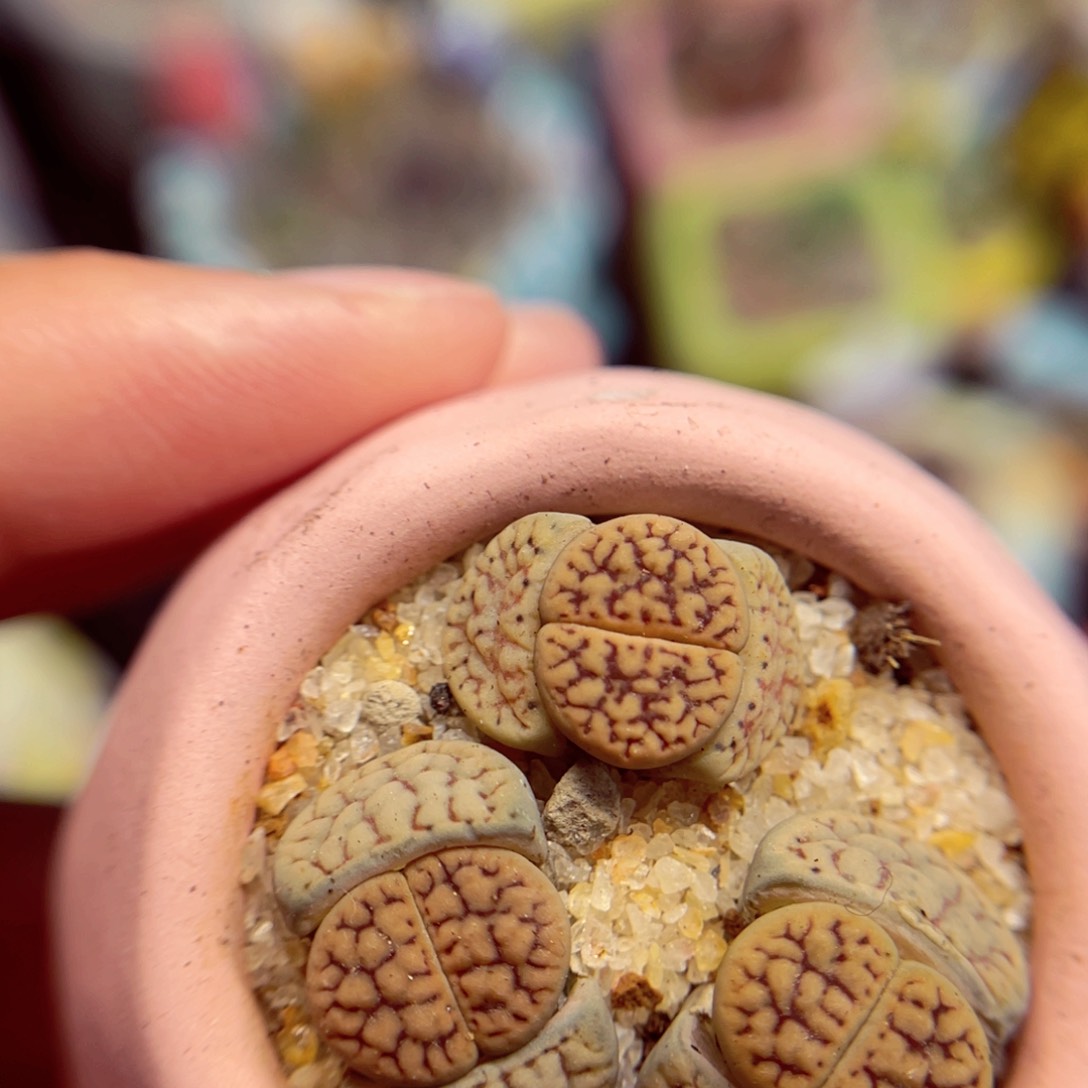 721. 678856886467789