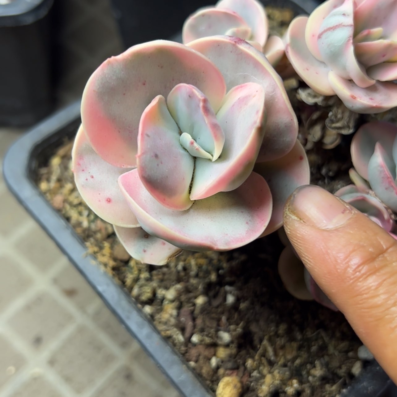 【闪购商品】秀妍锦多肉19.8