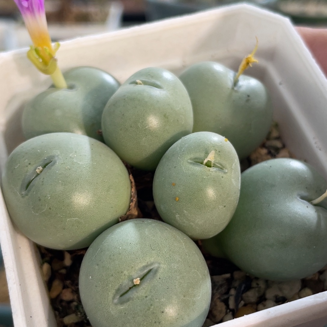 玻尿酸嘴爱心小拳拳植物一物一拍