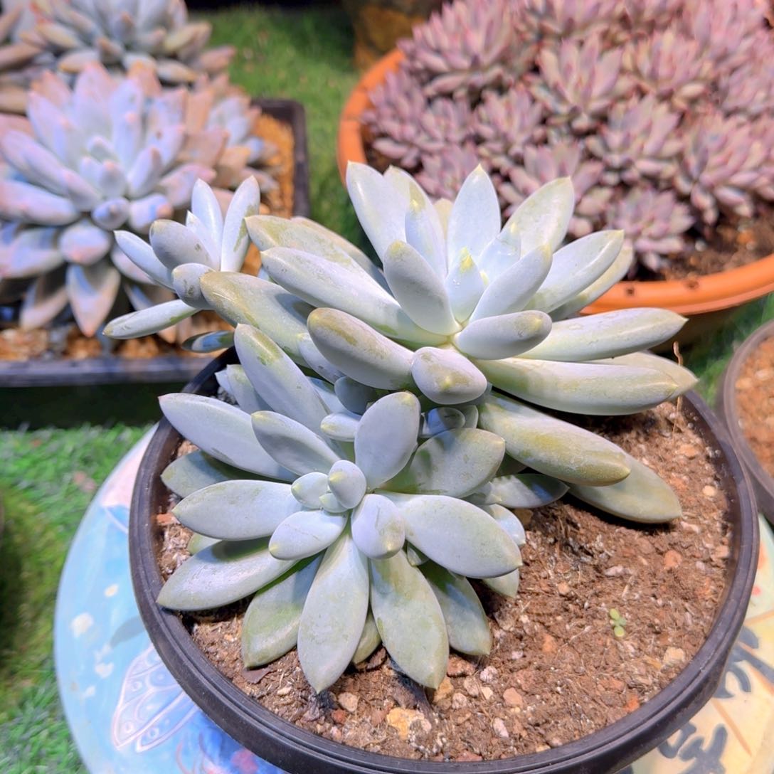 多肉植物多肉植物