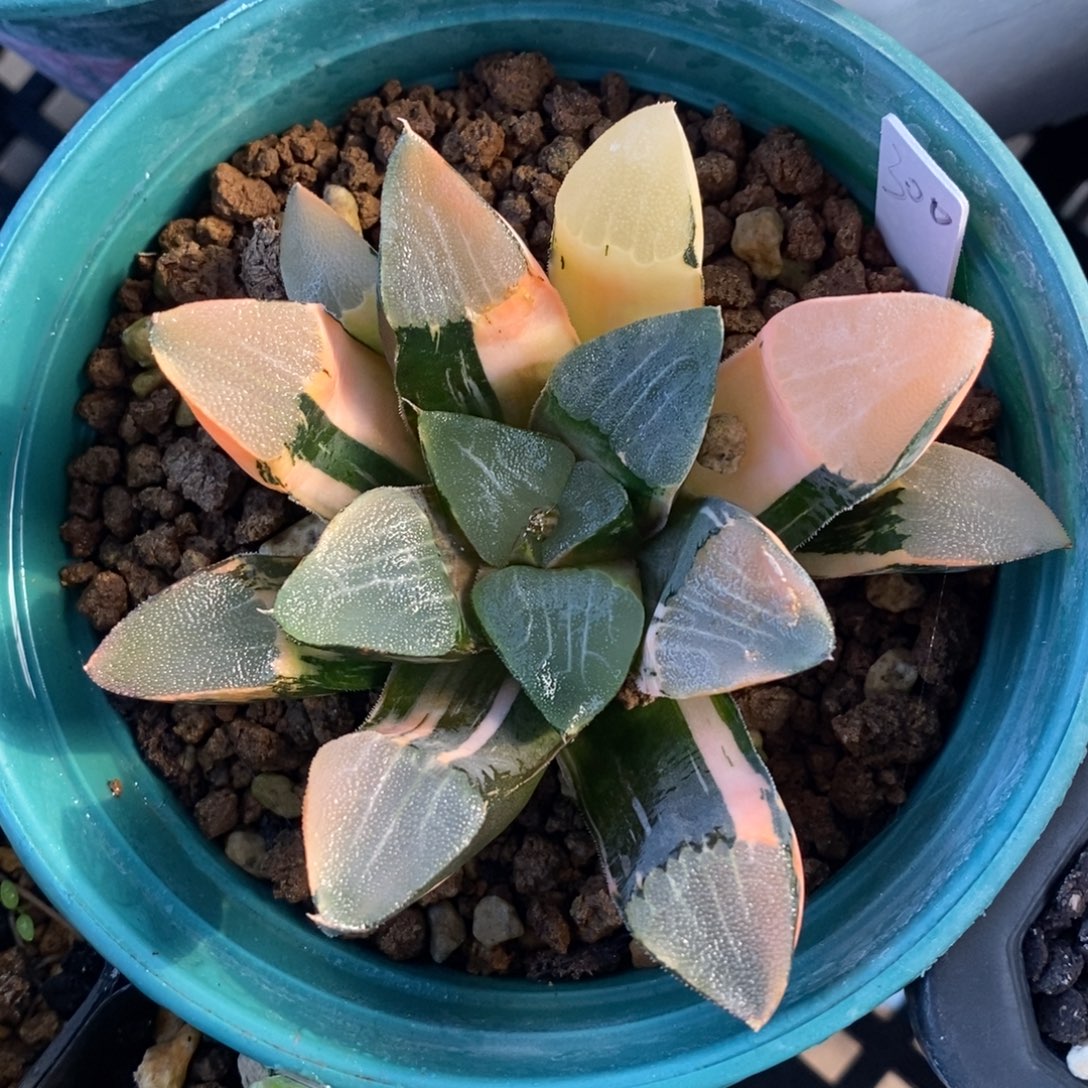 一颗实生大克锦。   