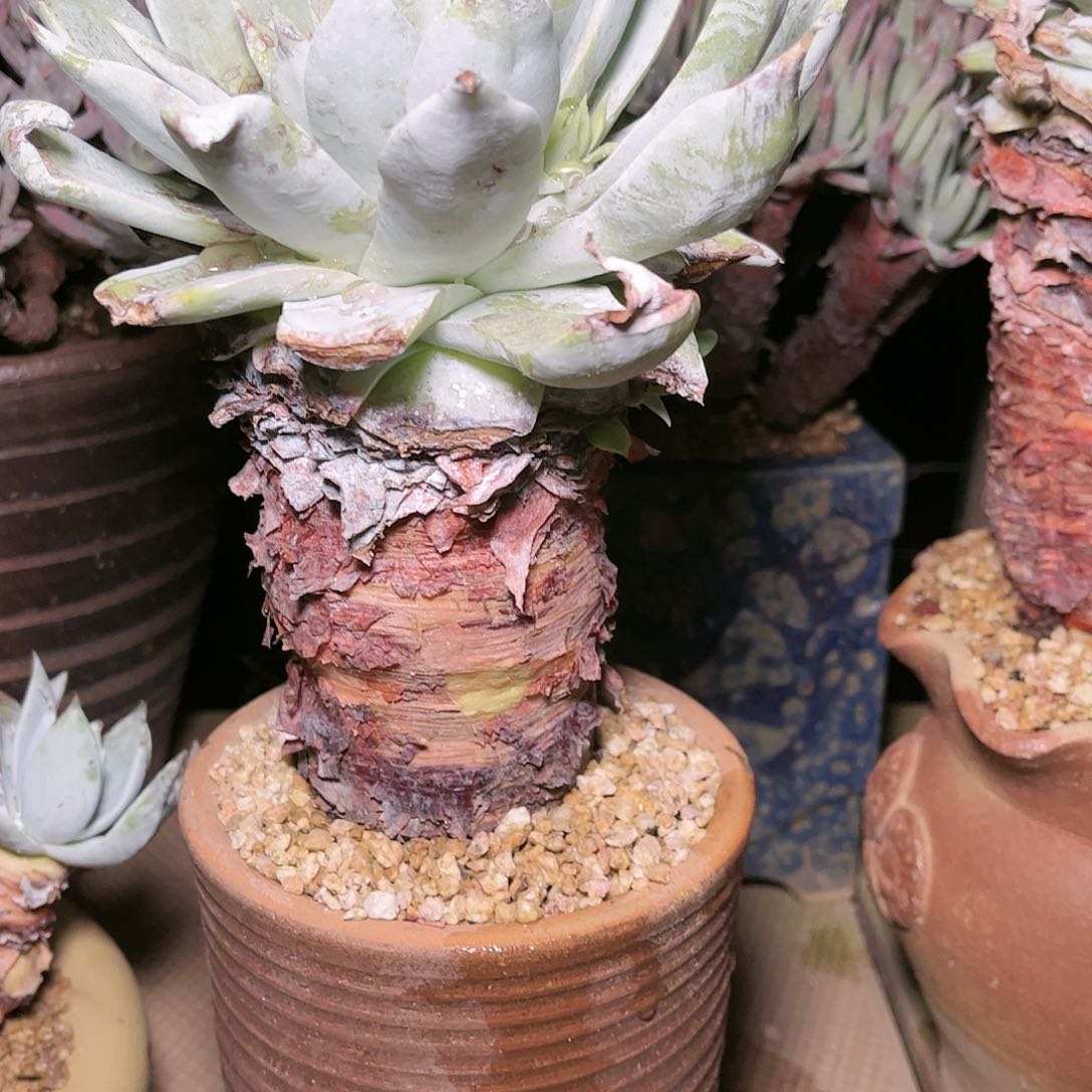 9034布瑞东尼雪山多肉