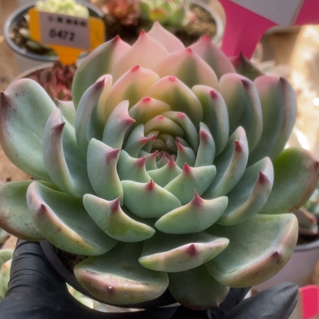 557吉娃娃锦锦锦锦锦