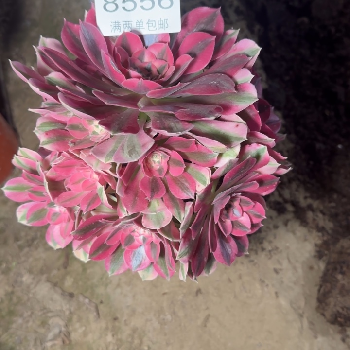 8556女巫多肉植物