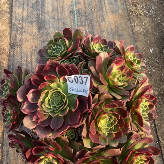 037西施多肉植物
