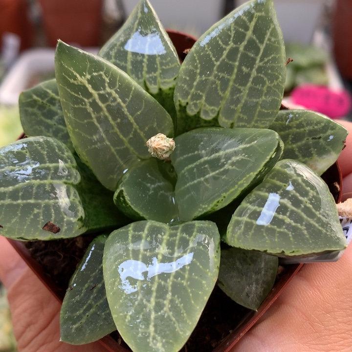 乱舞带盆土发货了