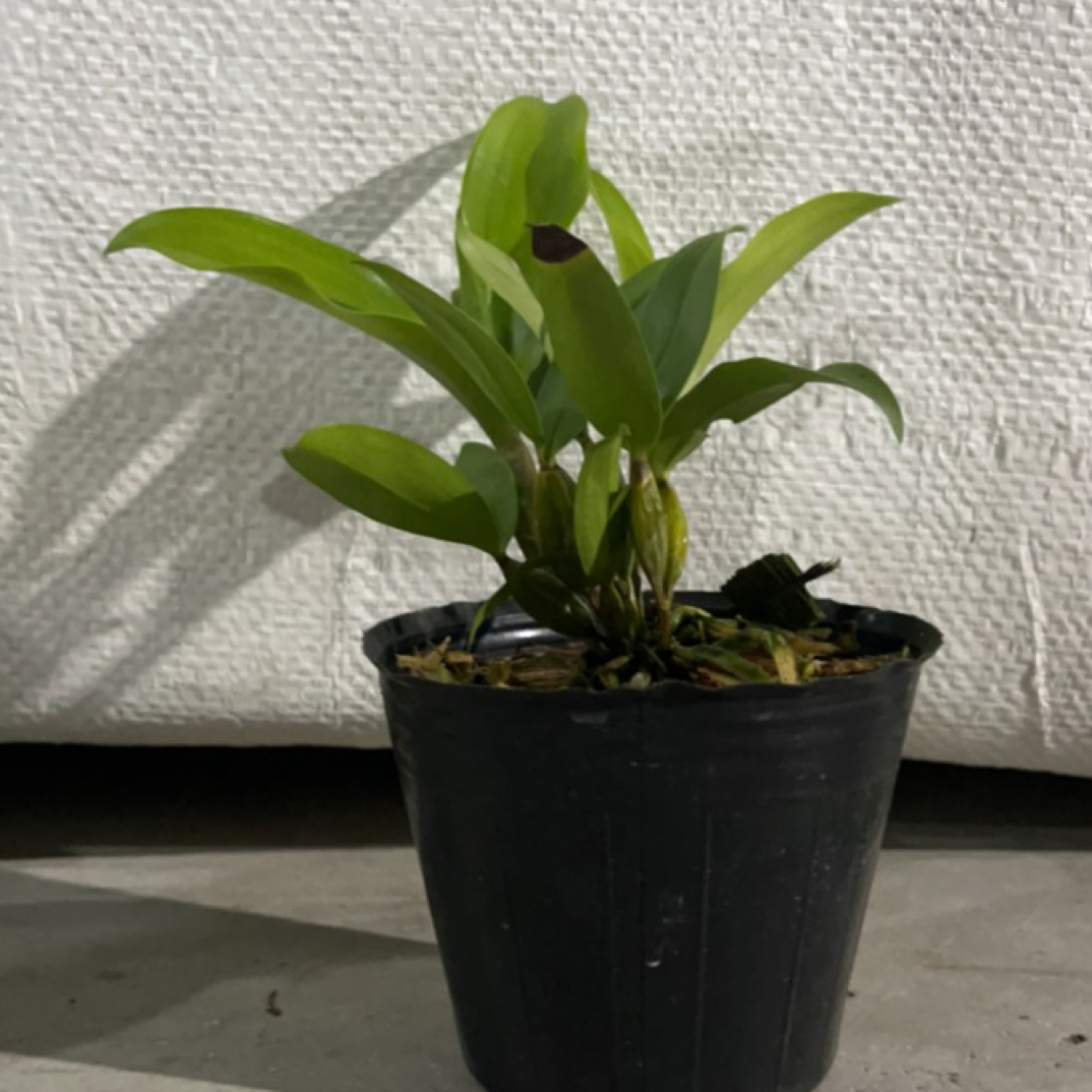红法式石斛兰无花带盆直发好养活花期长的兰花盆栽