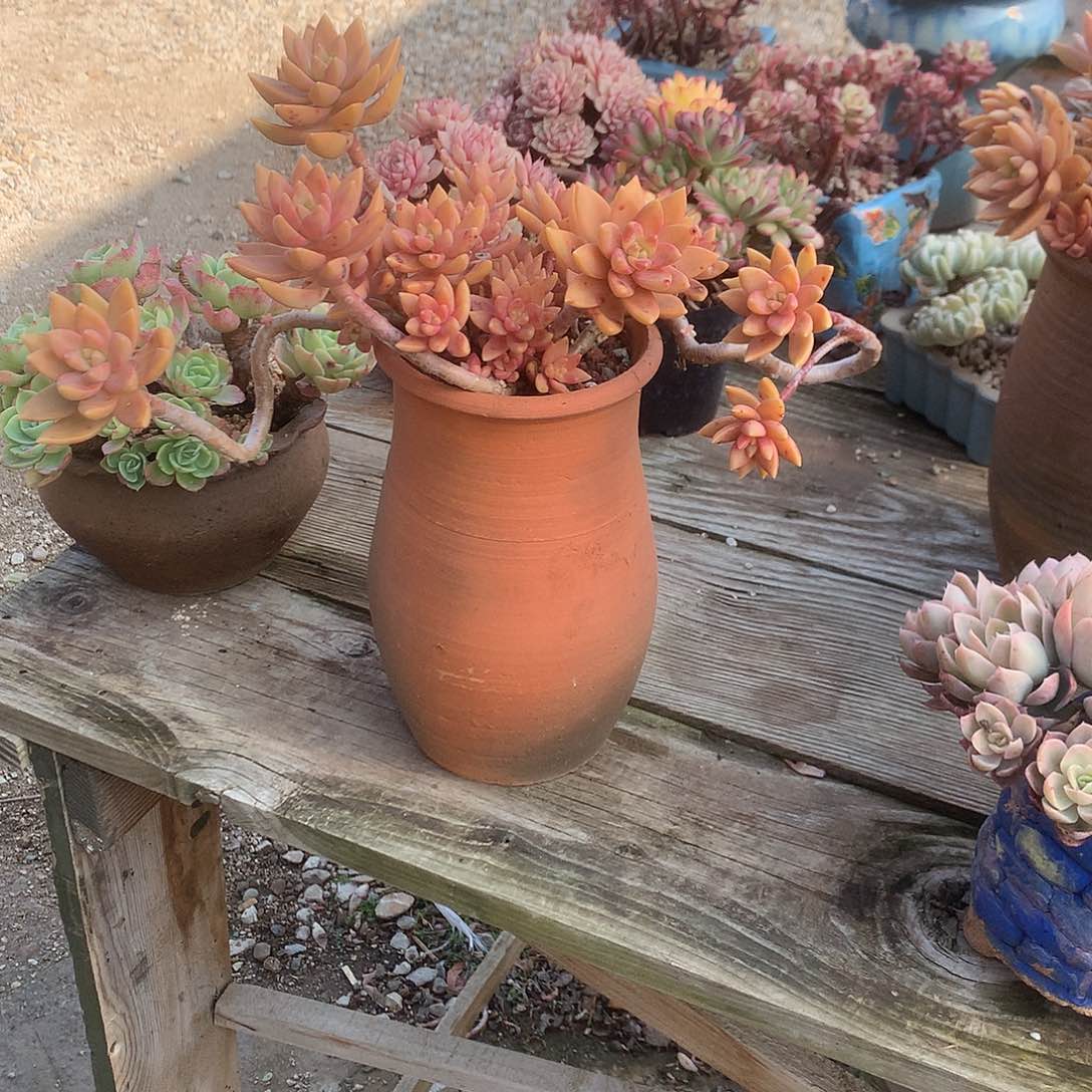 然*妈布丁多肉植物脱土