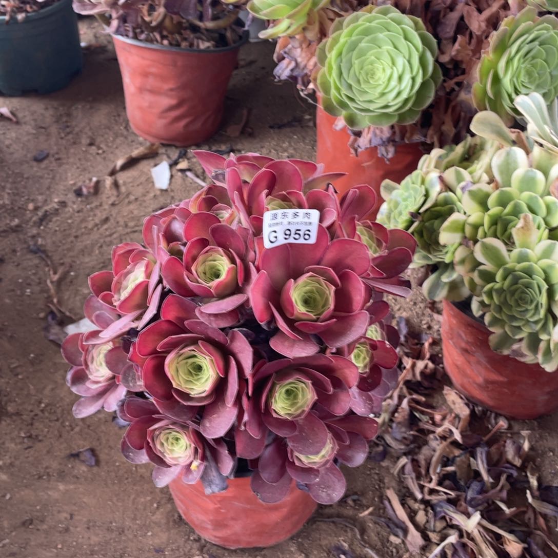 956魅金玫瑰多肉法师断枝不包