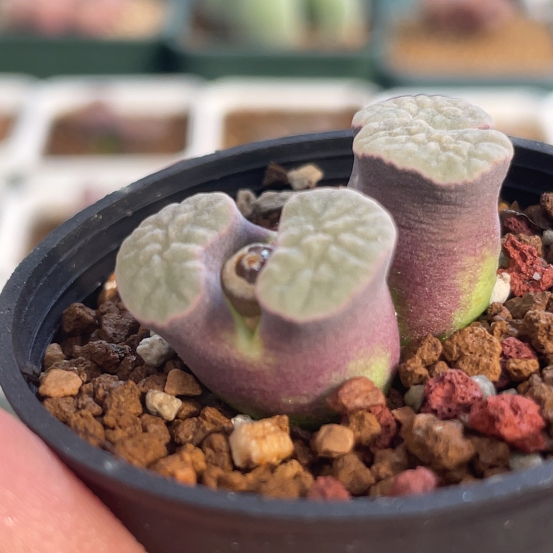 双头紫云磁铁植物一物一拍