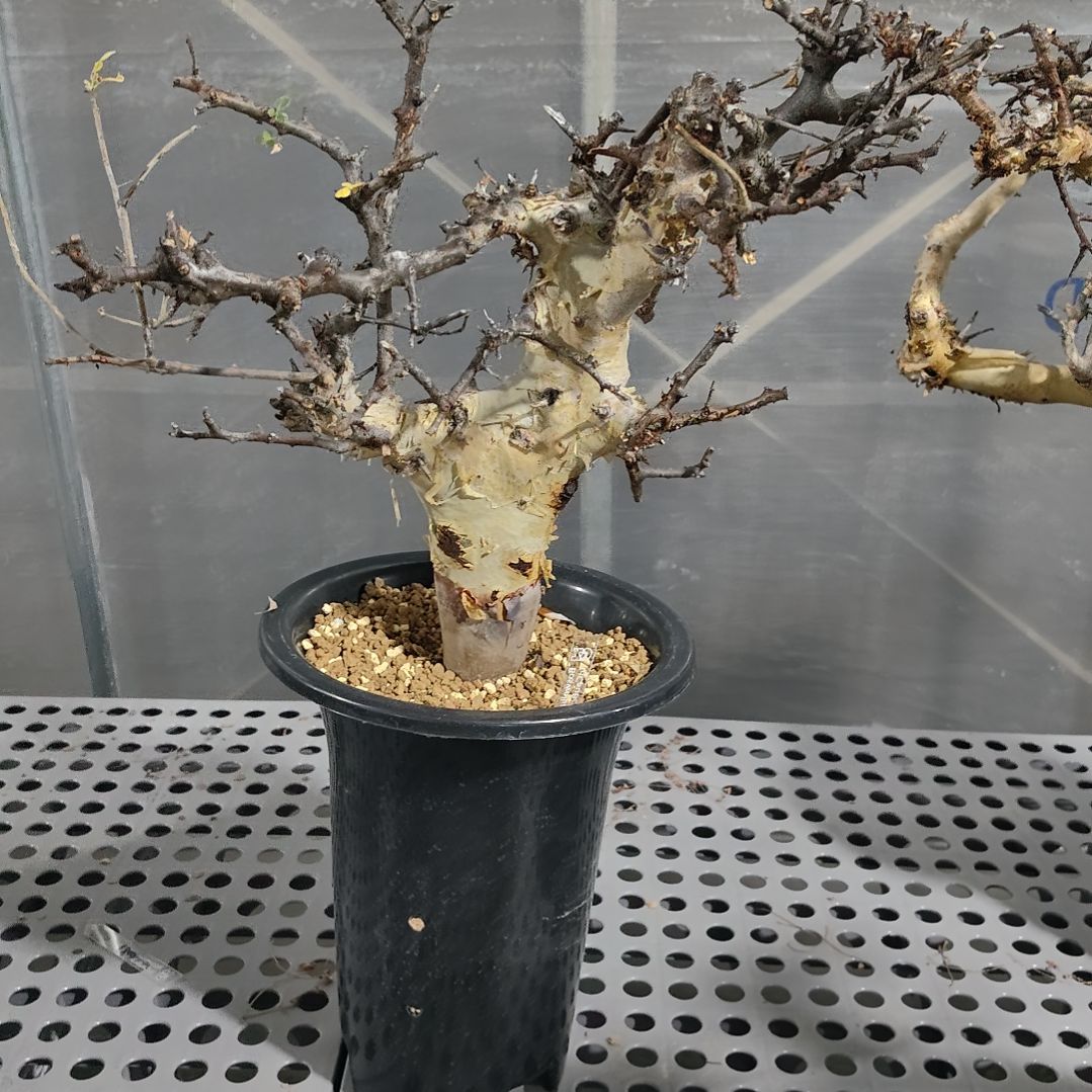 产地马萨比特熟桩可寄养