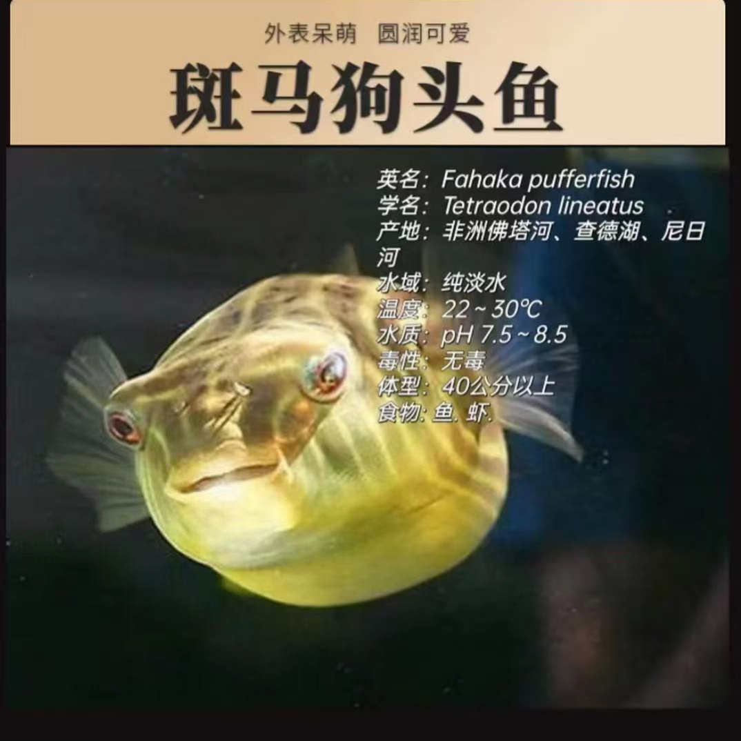 斑马狗头淡水河豚鱼狗头鱼