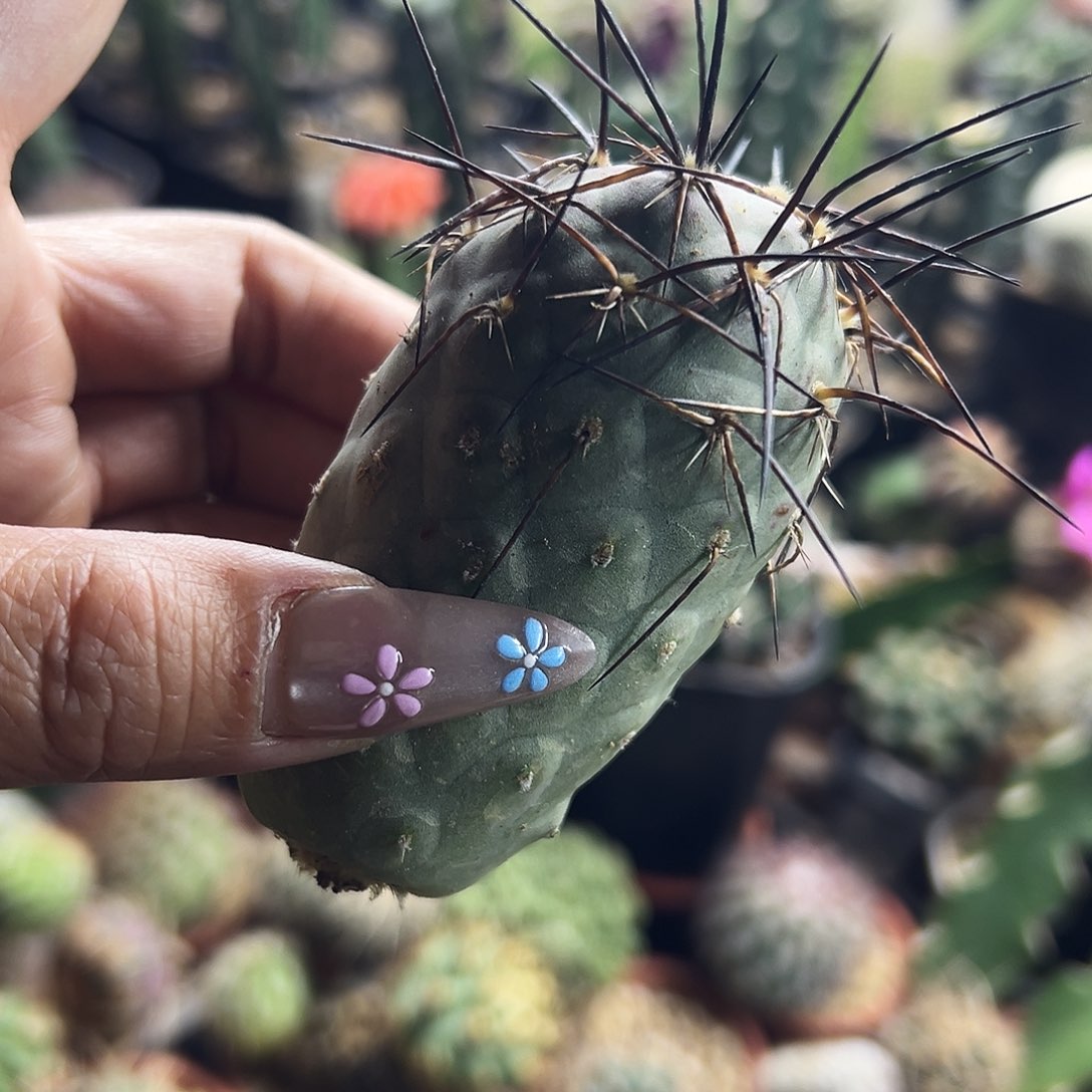 大型习之也仙人球11111111